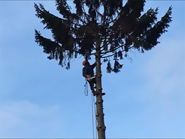 Baumpfleger führt Kronenschnitt mit Seilklettertechnik aus